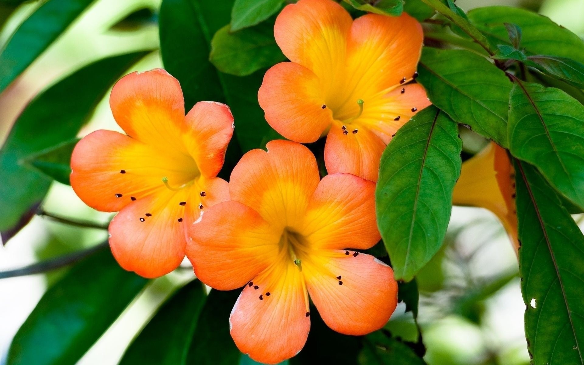 heet orange petal