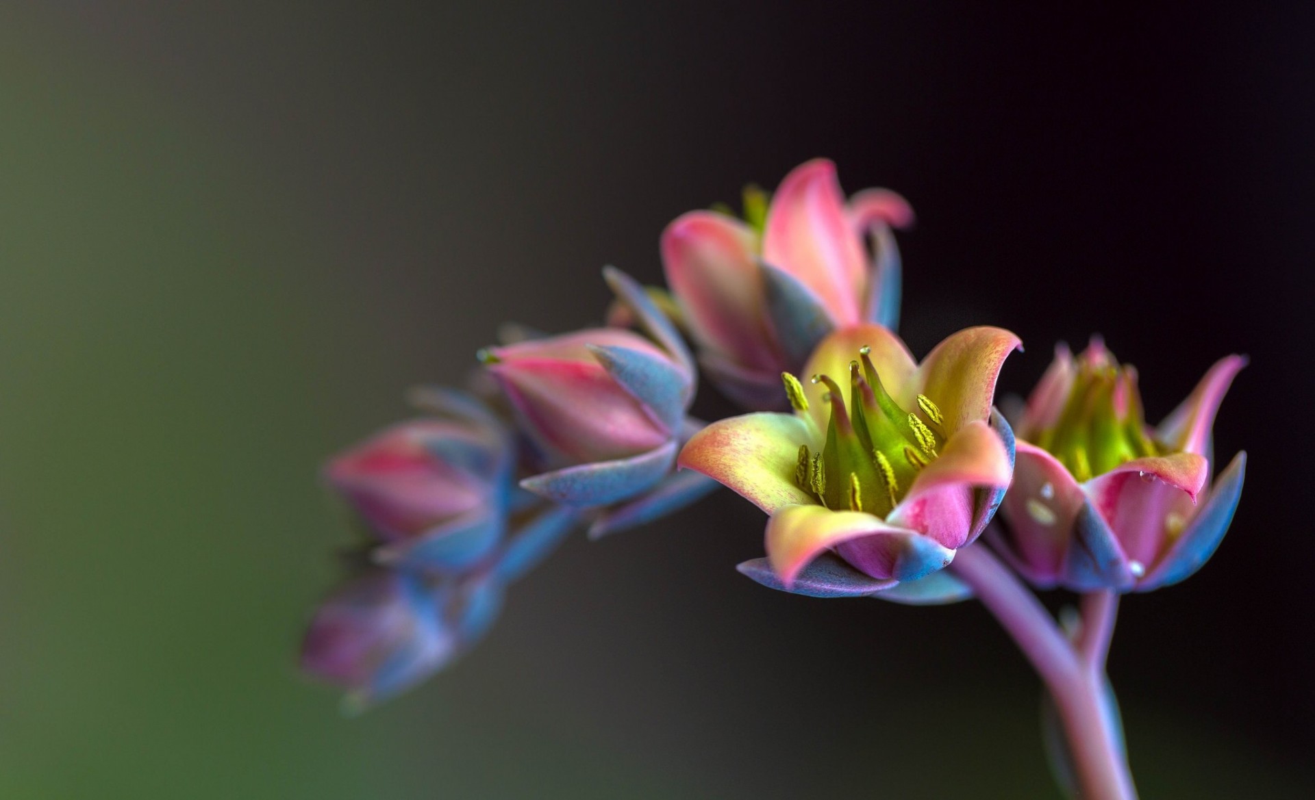 fond fleurs branche