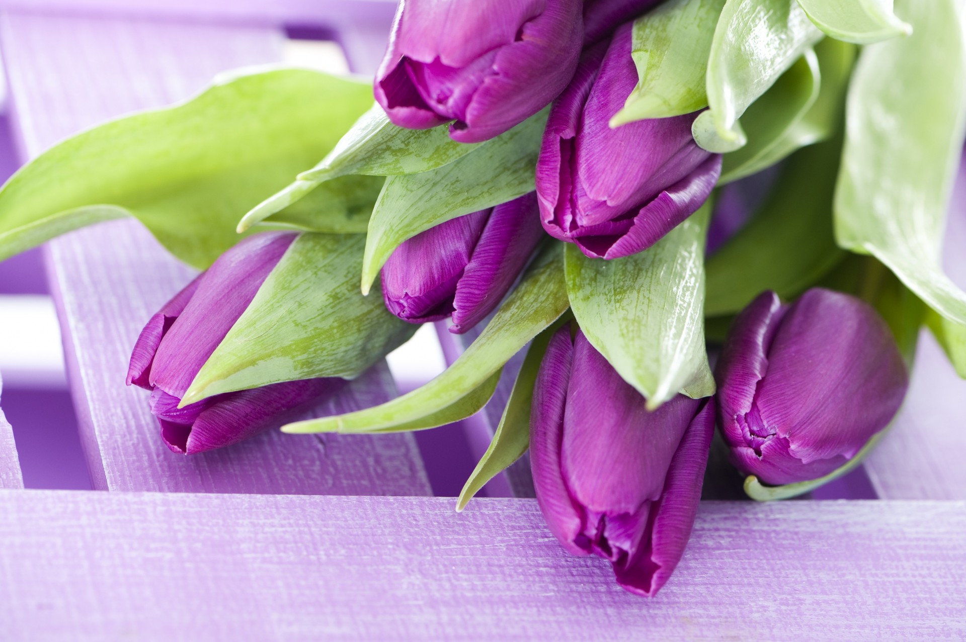 bouquet violet fleurs tulipes