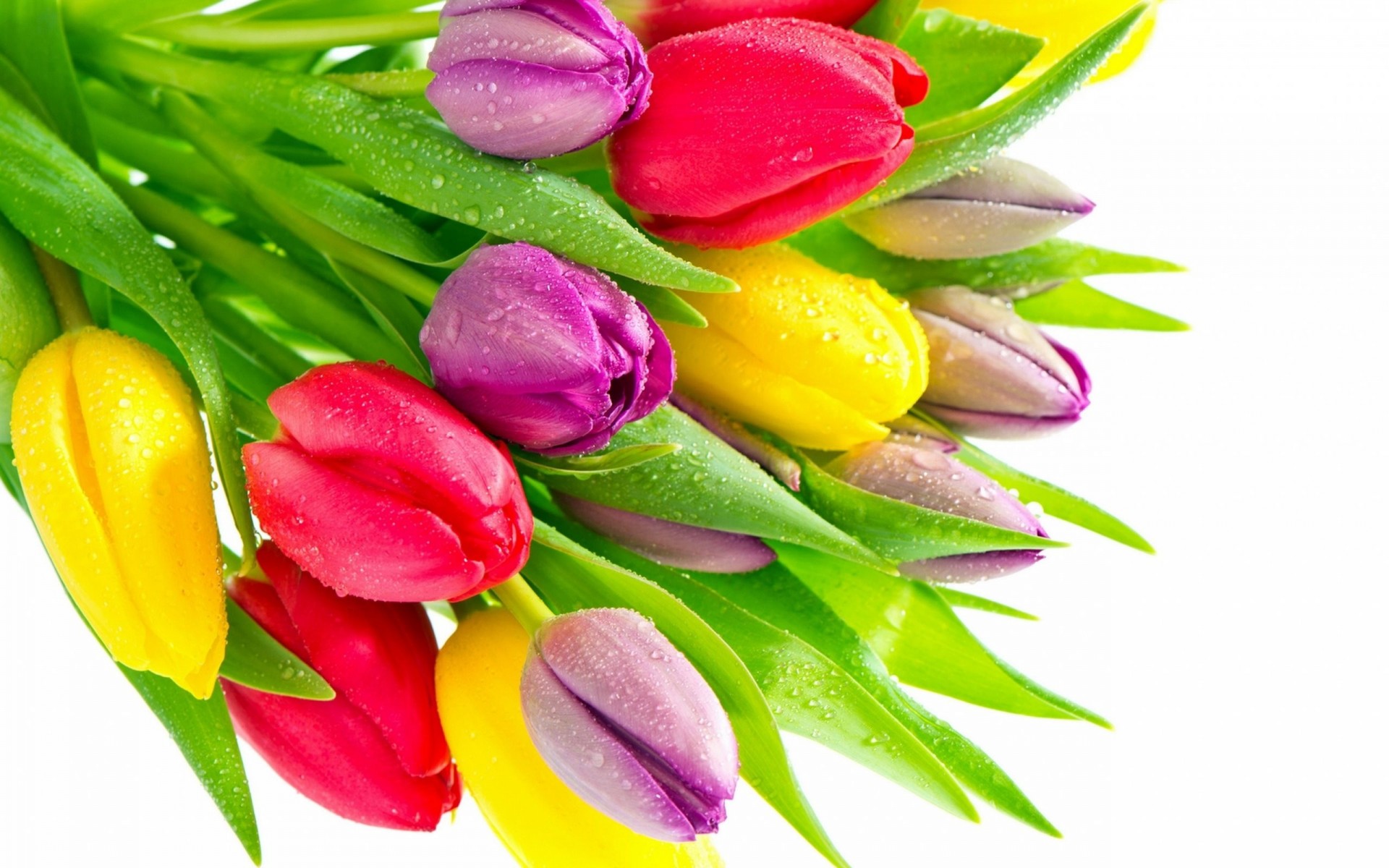 bouquet tulipes fleurs