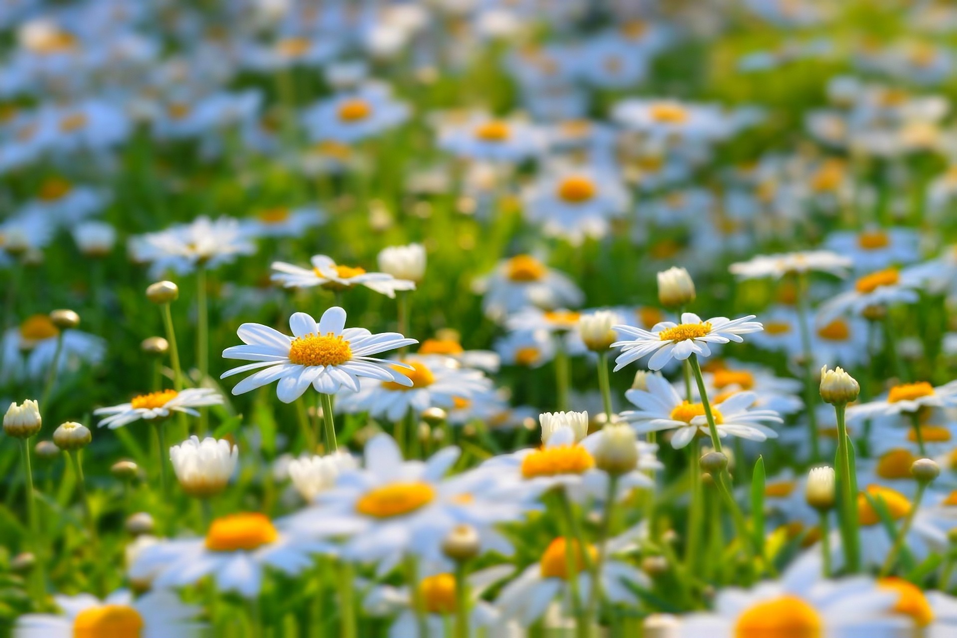 gänseblümchen feld unschärfe