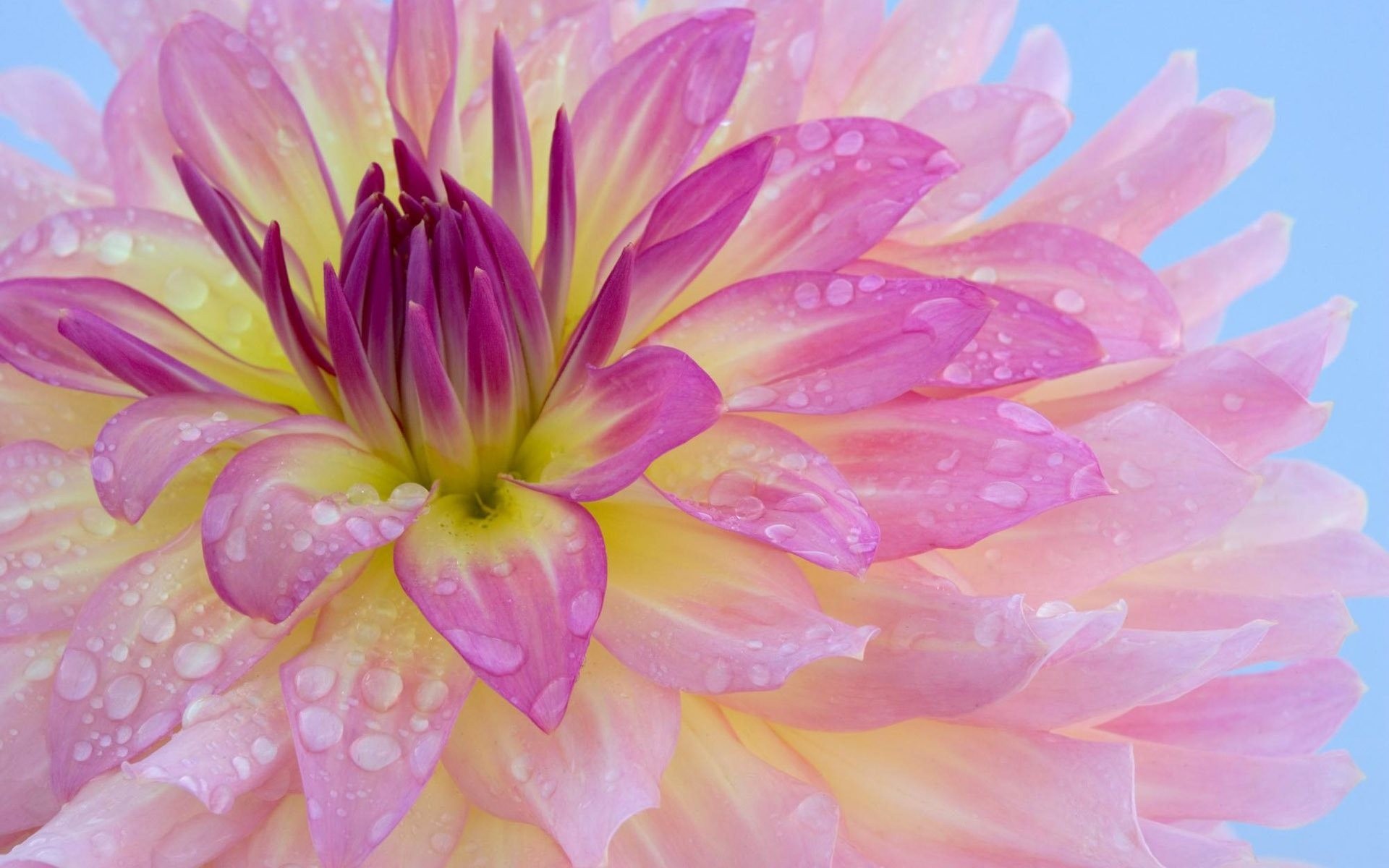 parfum fleur rosée doucement