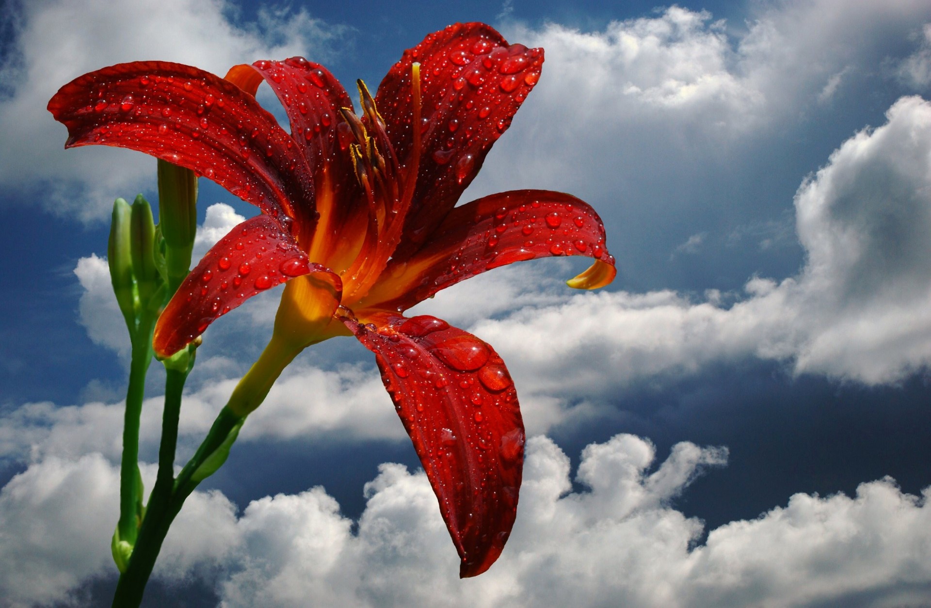 fleur gouttes nuages lys ciel pétales rosée