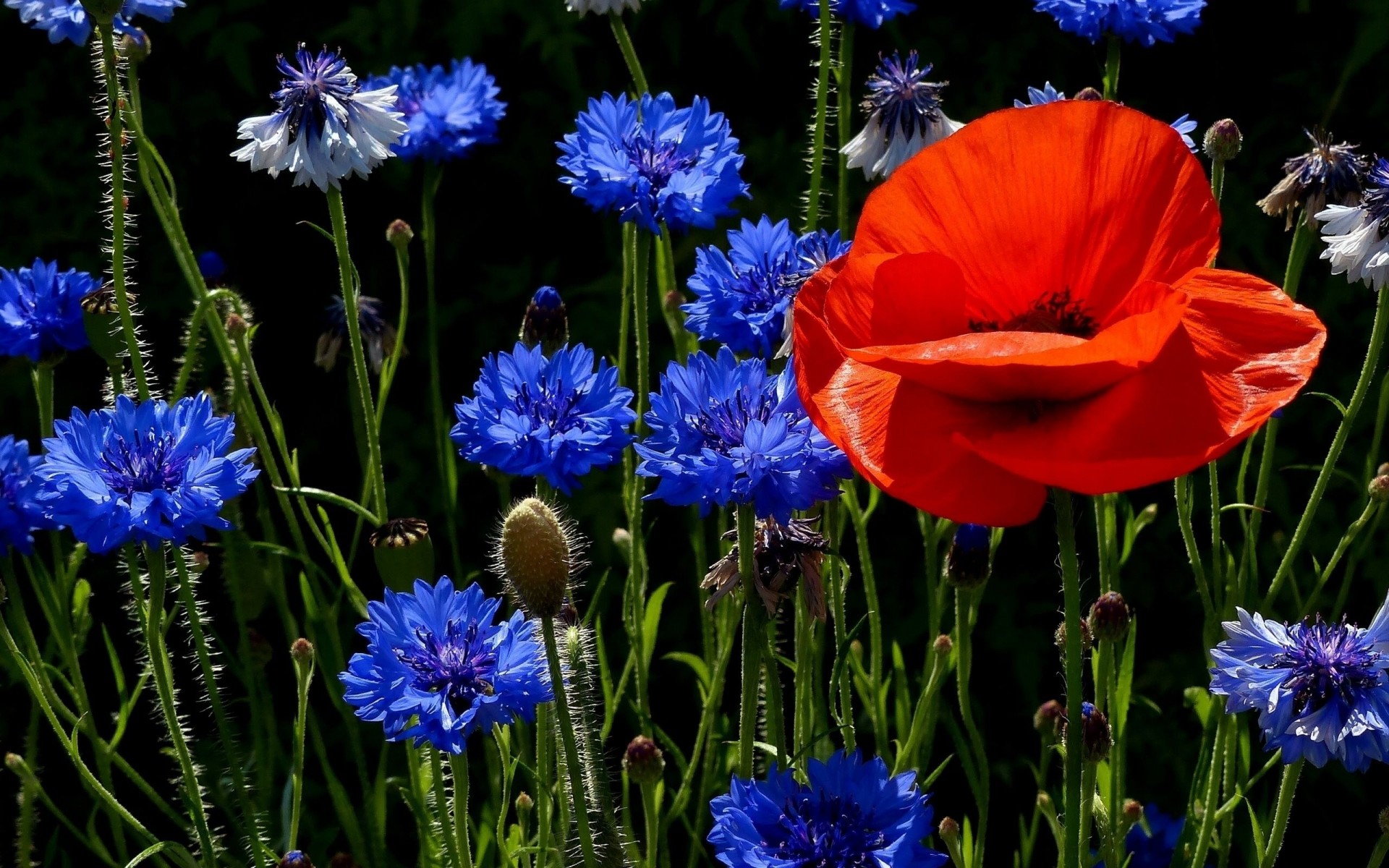 poppy cornflower