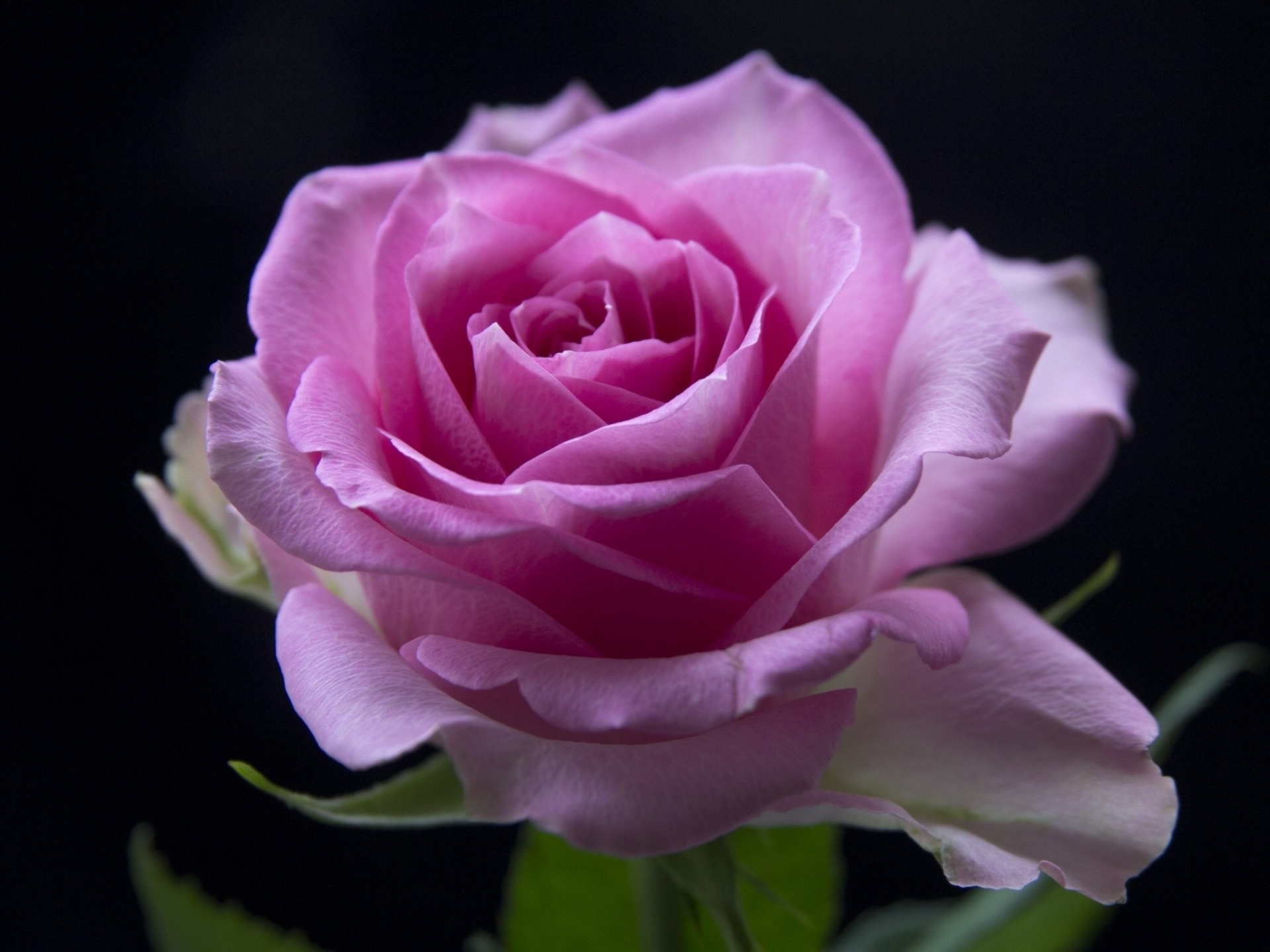 makro rose knospe