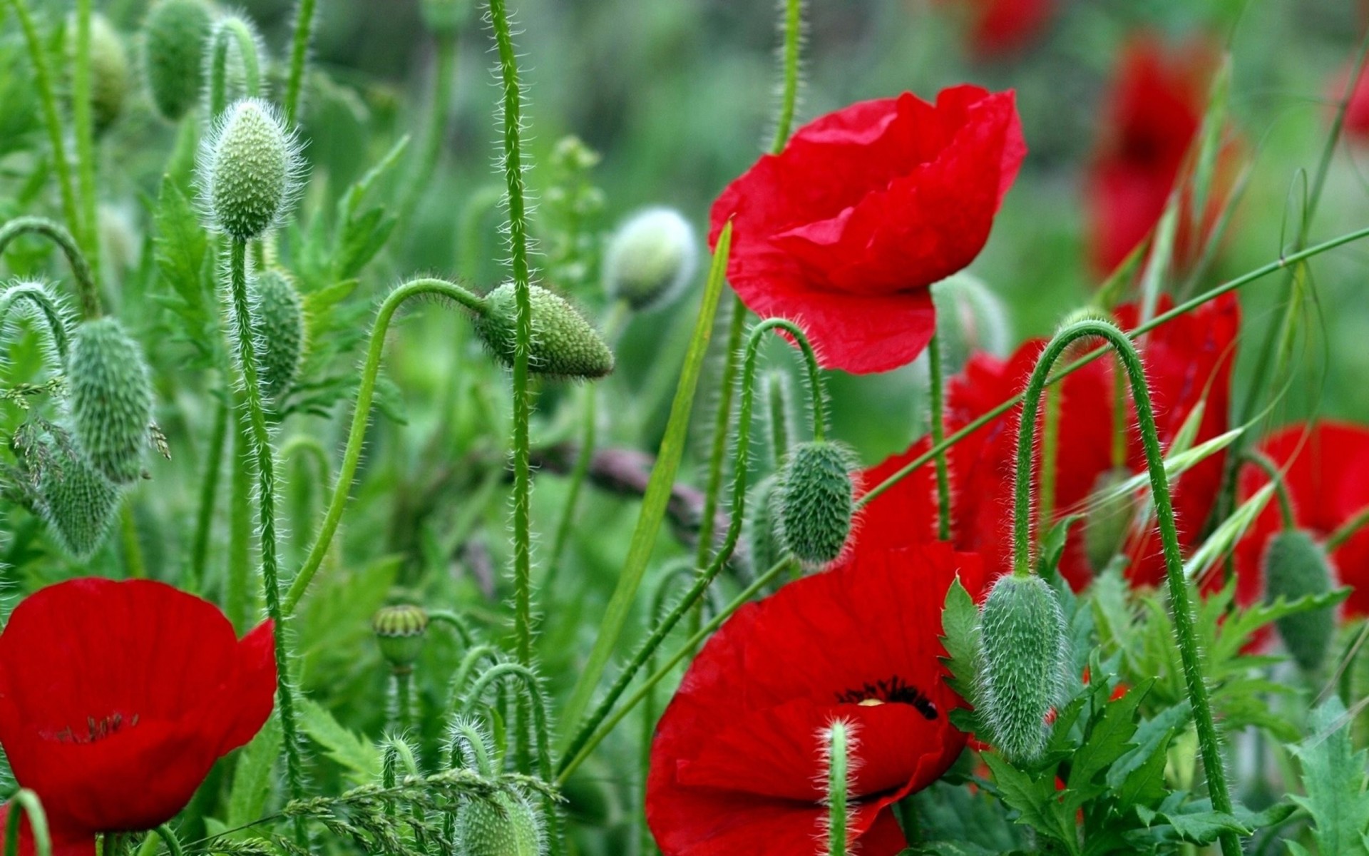 tallos campo rojo flores amapolas brillante