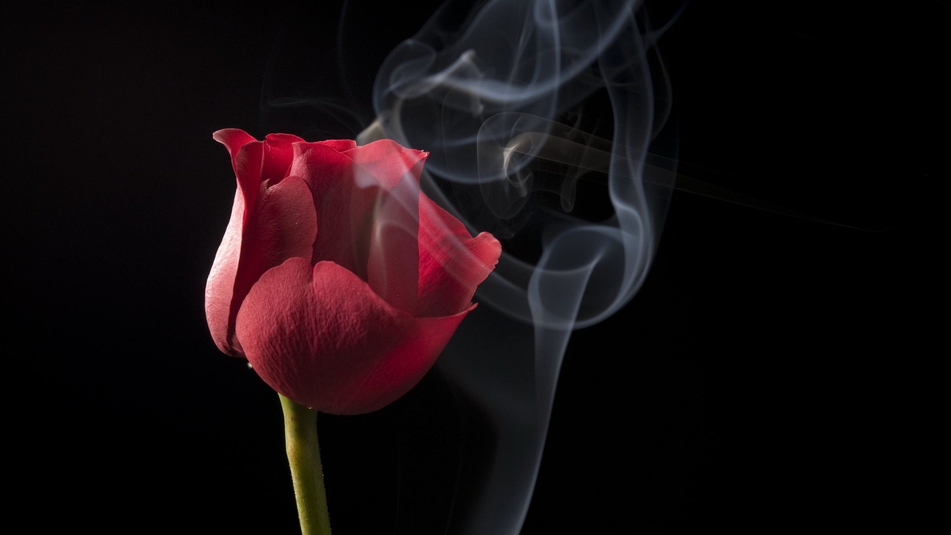 humo flor tulipán rojo