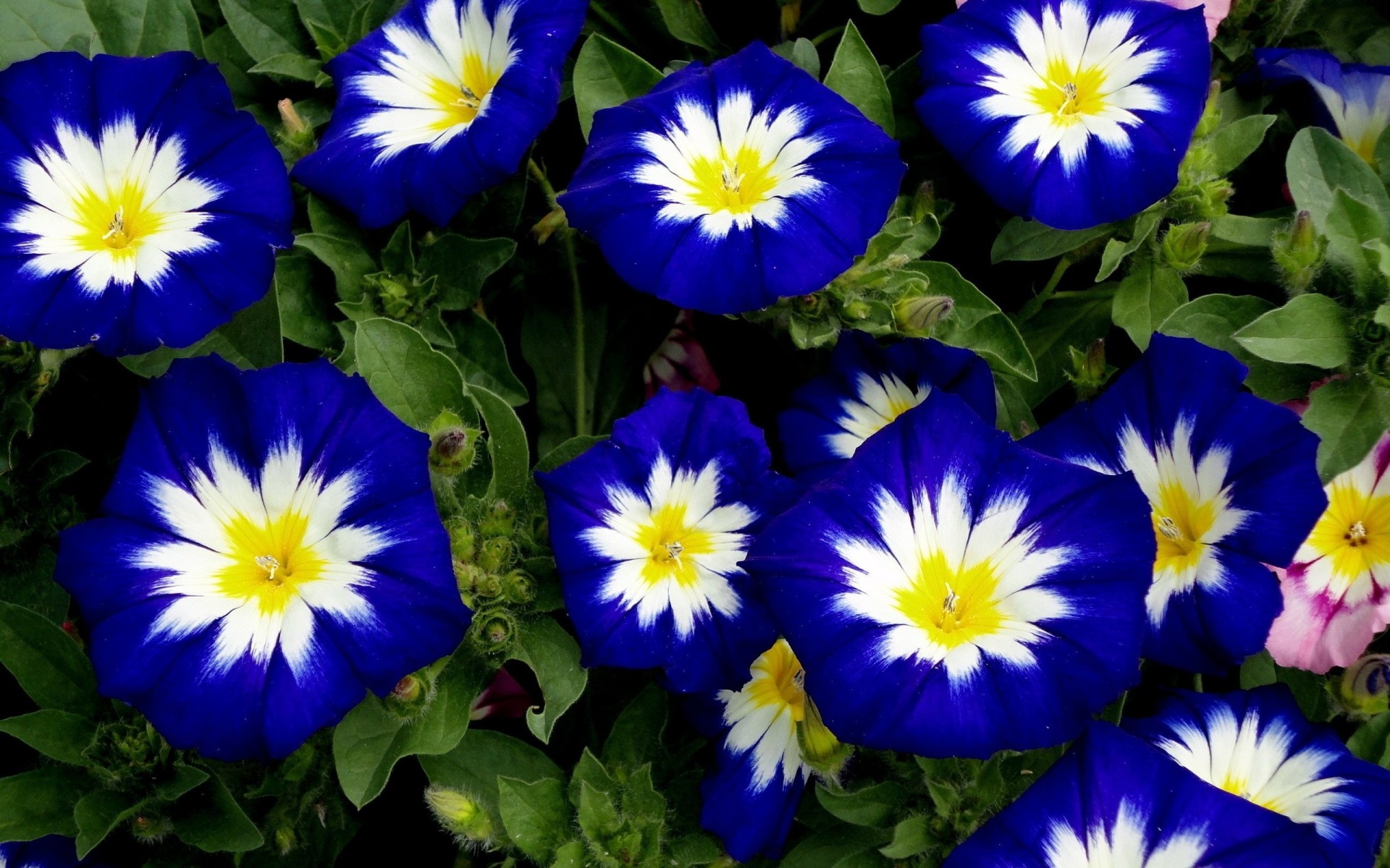 flower blue white