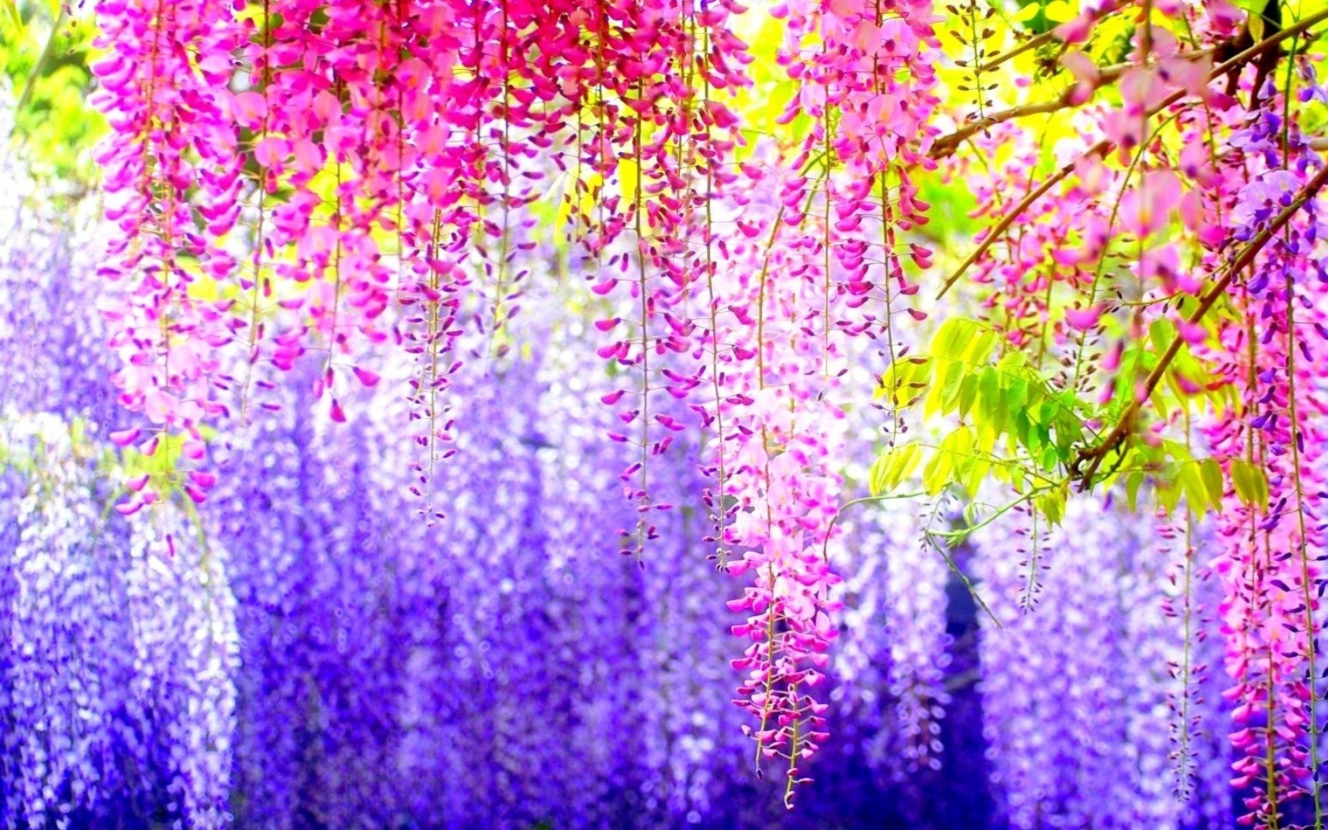 chinesisch blumen frühling schön glyzinien farben