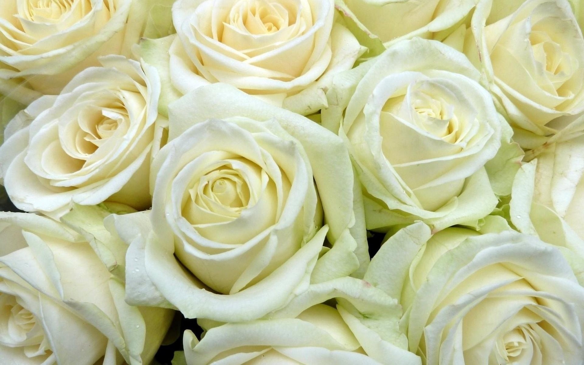 bouquet roses blanches fleurs