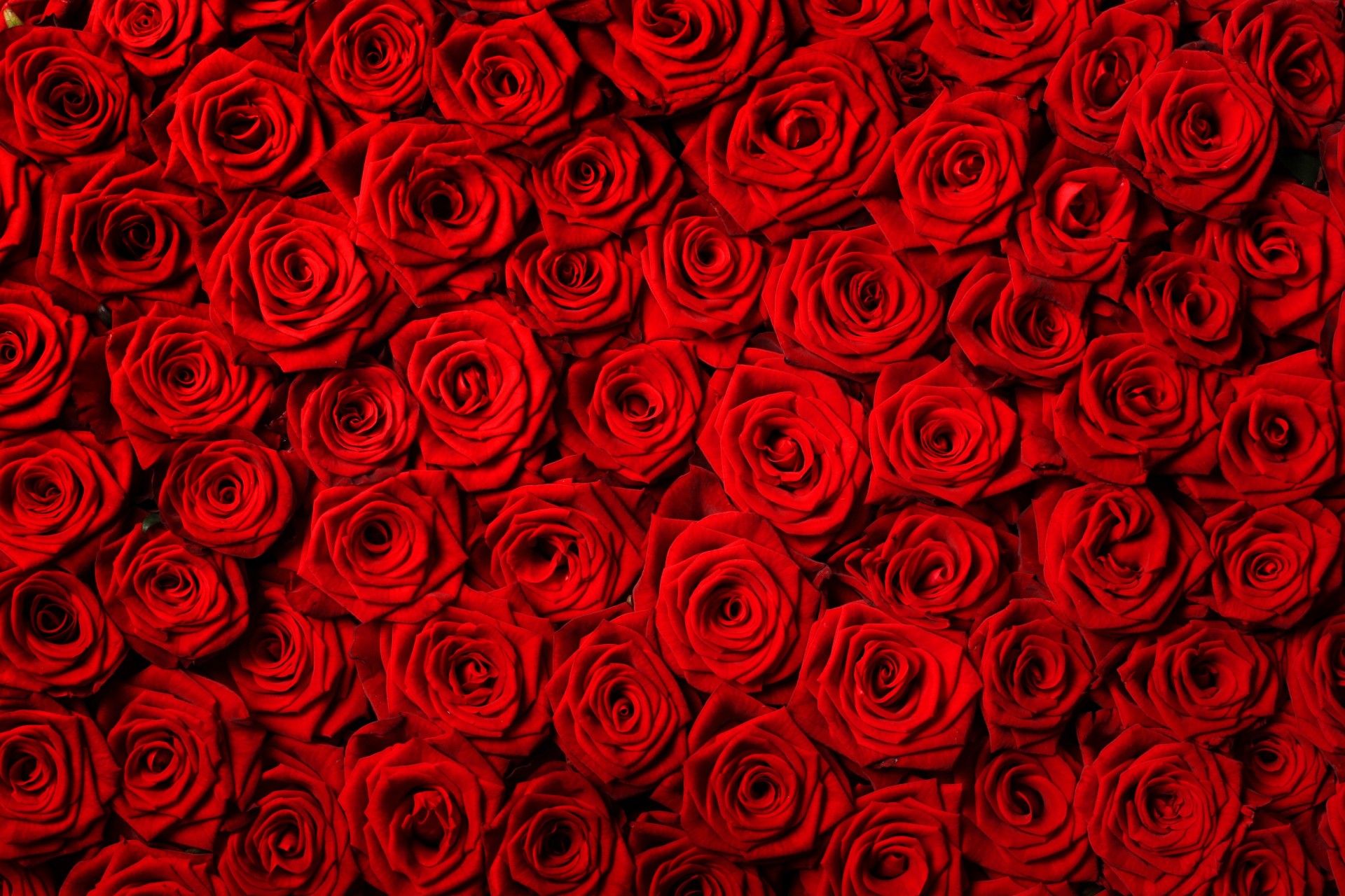 red roses flower rose