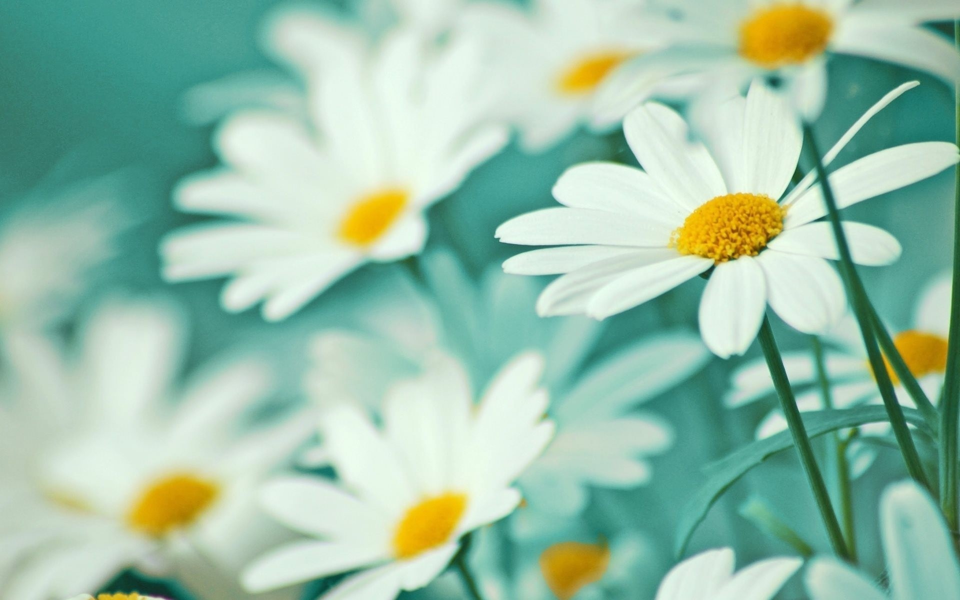 tenerezza petali margherite fiori bianco leggerezza