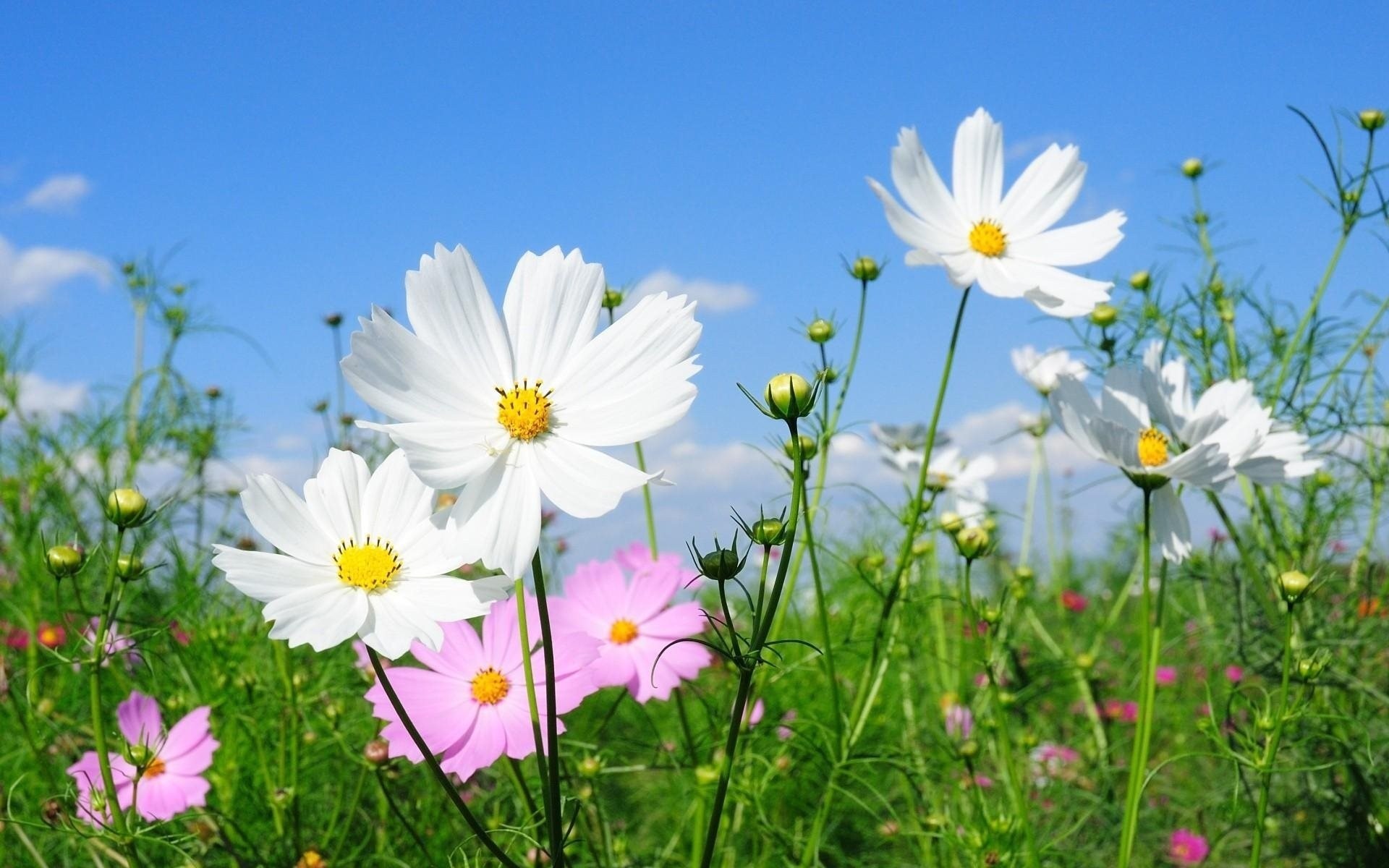 field space flower