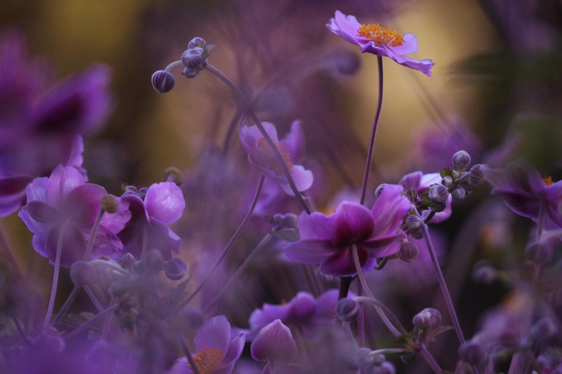 makro bokeh flieder blumen natur