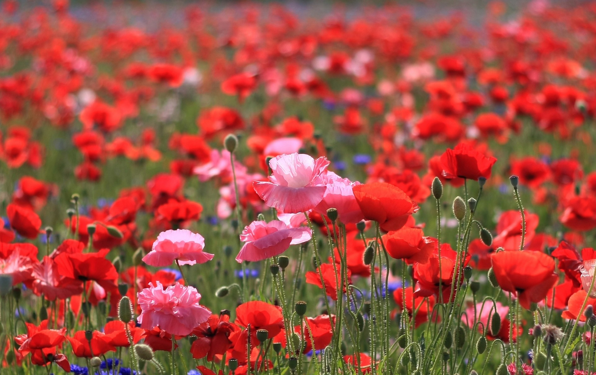 natur sommer blumen mohnblumen makrofoto feld