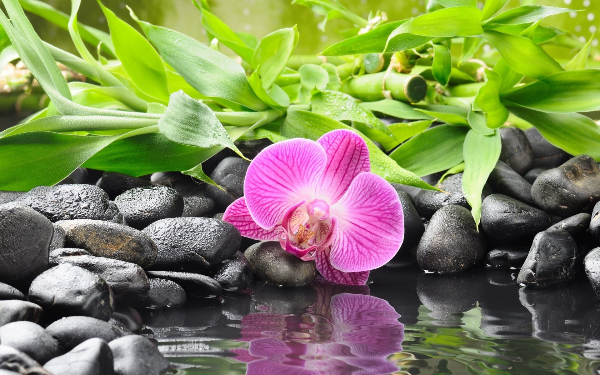 tones orchid flower black water bamboo