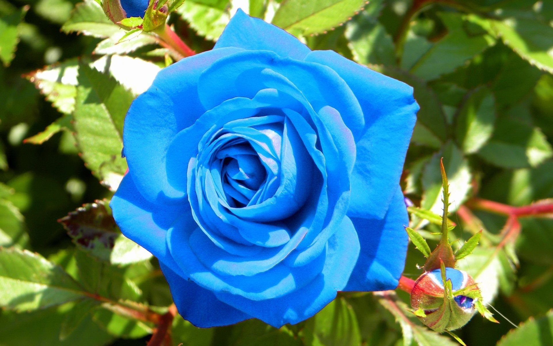 buisson rose bleue fleurs bourgeon