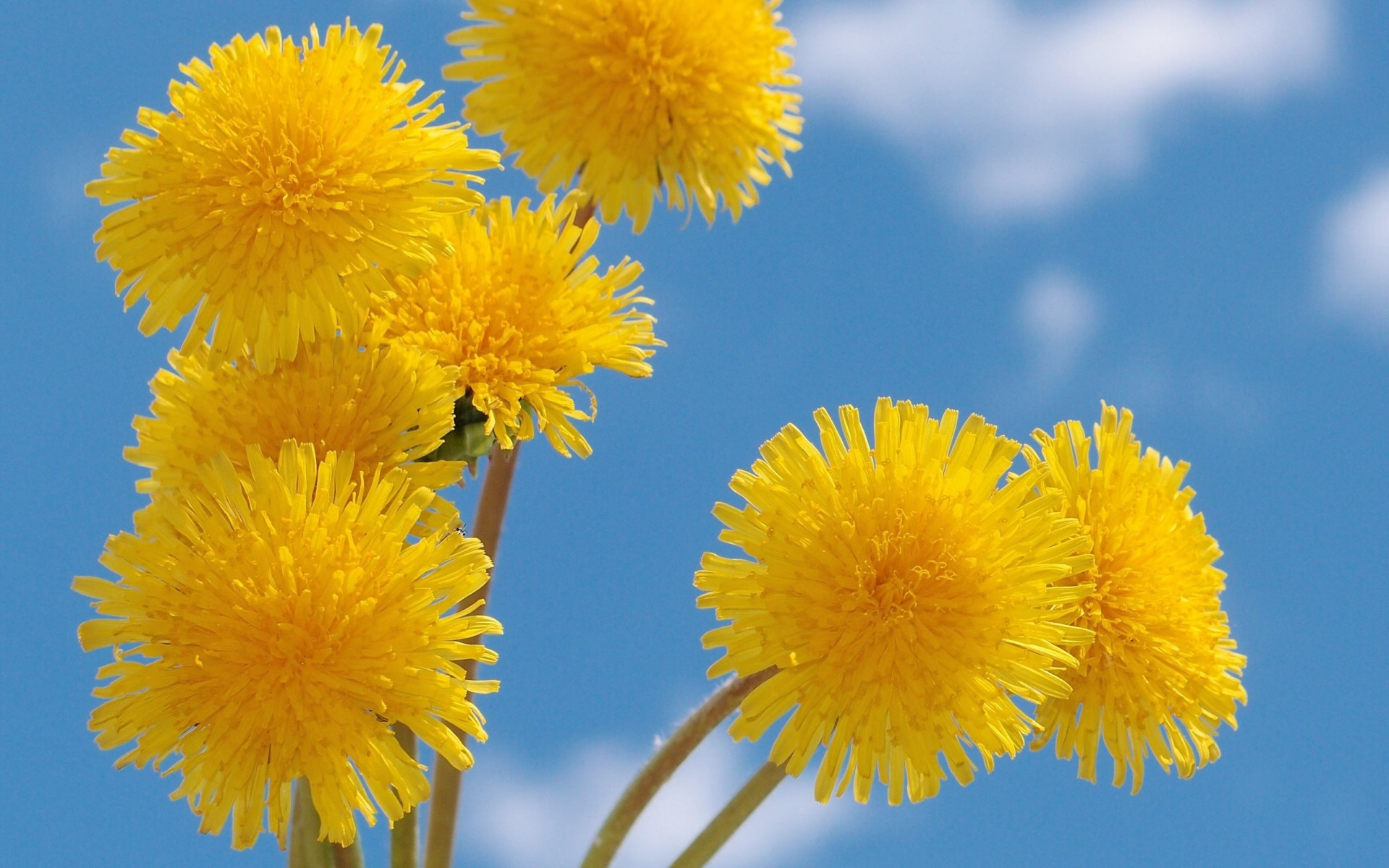 cielo dientes de león amarillo