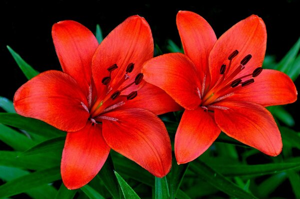 A lovely pair of red lilies