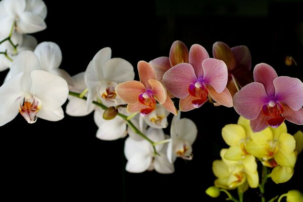 A bouquet of archidea flowers for a holiday I will give my mother she is beautiful