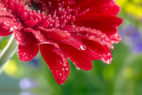 Flor de gerbera en gotas de rocío