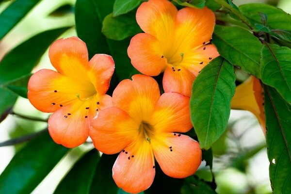 Fleurs avec pétales orange et feuilles vertes