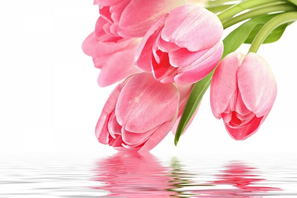 Los tulipanes rosados se sumergen en el agua