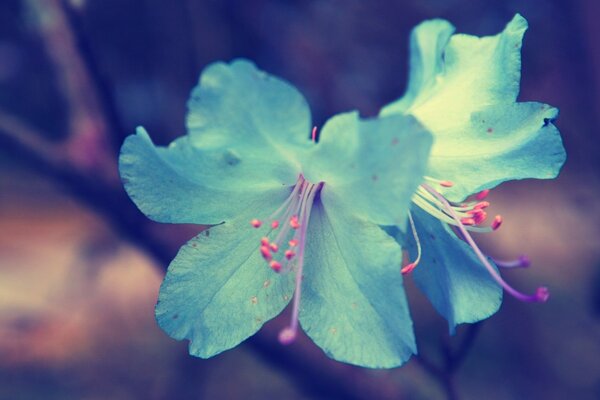 Macro riprese di fiori blu