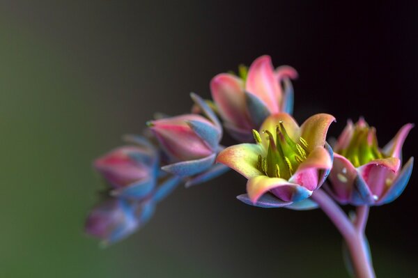 Branche de fleurs colorées sur fond sombre