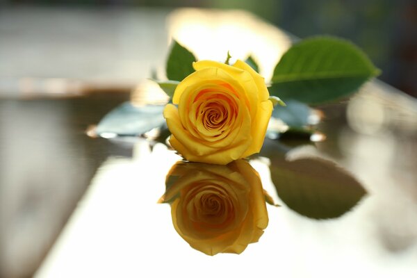 Rosa amarilla con reflejo en la mesa