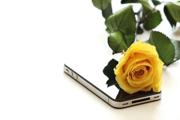 Rose jaune sur mobile