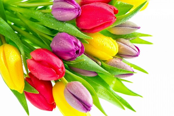 Bouquet of tulips on a white background