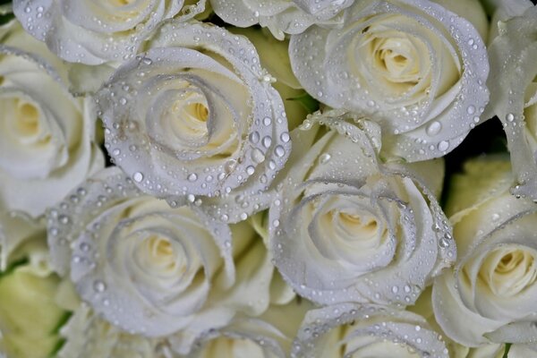 Foto macro de rosas blancas con gotas de rocío