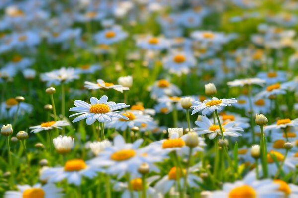 daisies flowers summer people nature