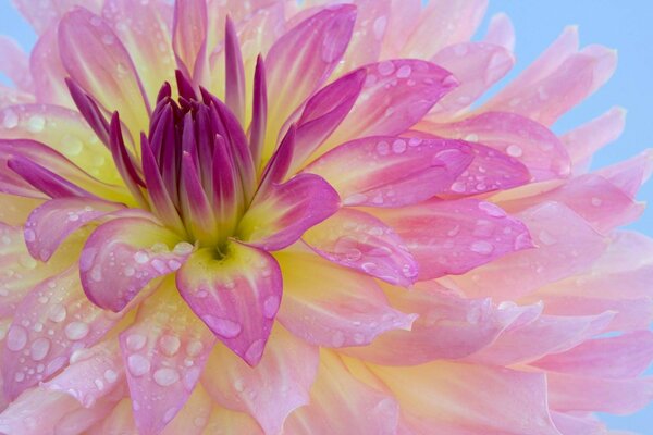 Dew on a beautiful pink flower