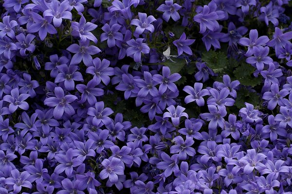 Fond de tambourins violets