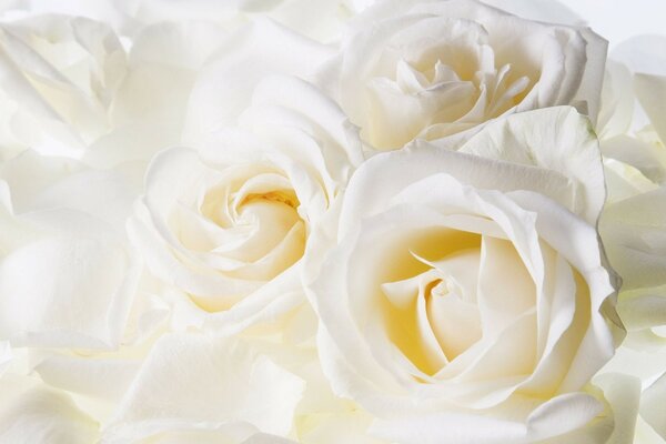 Красивые нежные белые розы