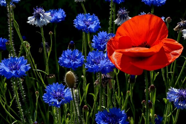 Red Poppy and blue cornflowers