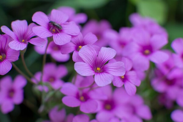 Verschwommenes Bild von lila Blumen