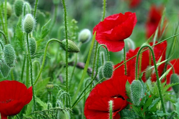 Poppy field in the early morning