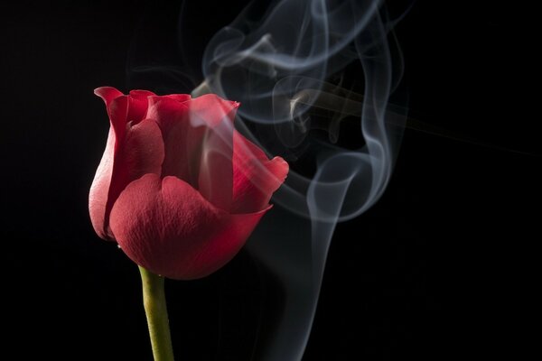 Fiore di tulipano rosso in fumo