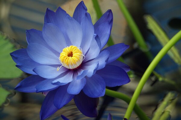 The blooming flower of the water lily