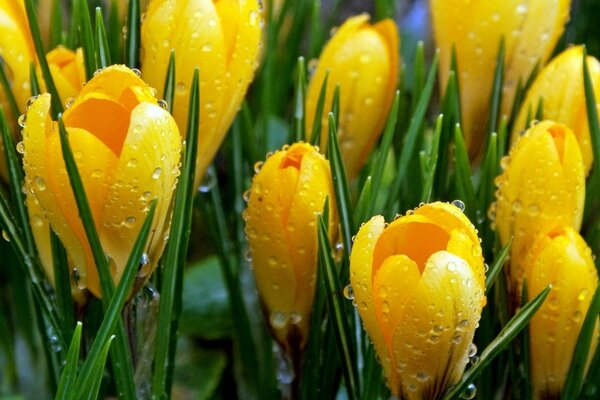 Primevères printanières. Crocus jaunes tendres dans la rosée du matin