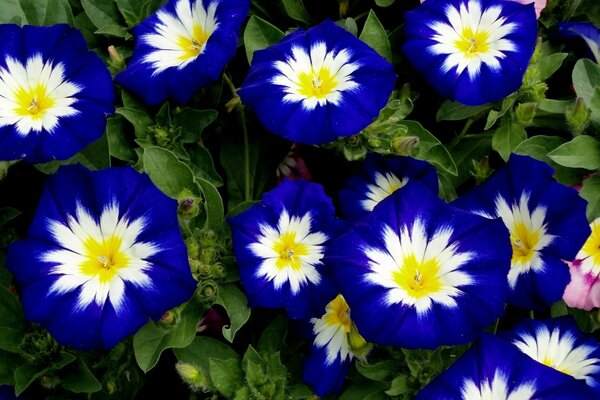 Fiori blu con bouquet bianco