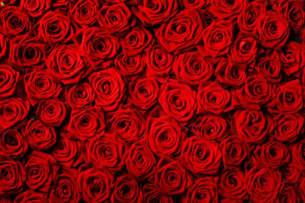 Fiori. Rose rosse texture