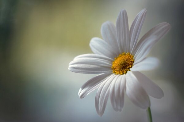 White lonely daisy