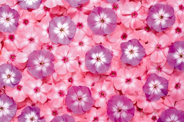 Carpet of fragrant pink flowers