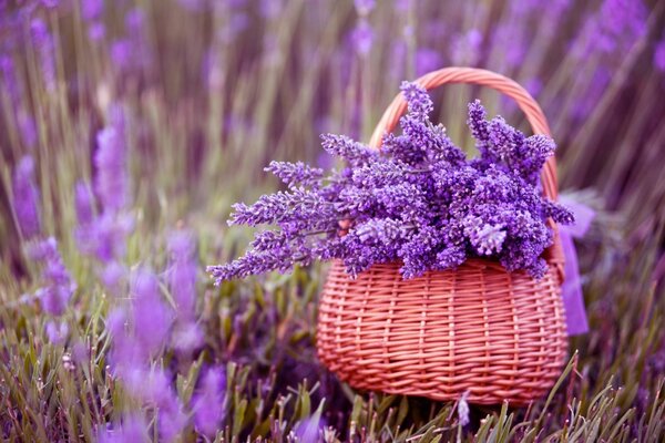 Cesta de lavanda sobre fondo de flores