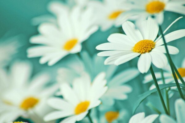 Delicate big white daisies