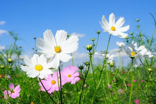 Campo con fiori bianchi e rosa